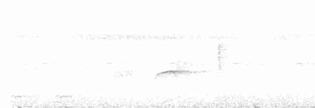 leskovec neotropický - ML616073084