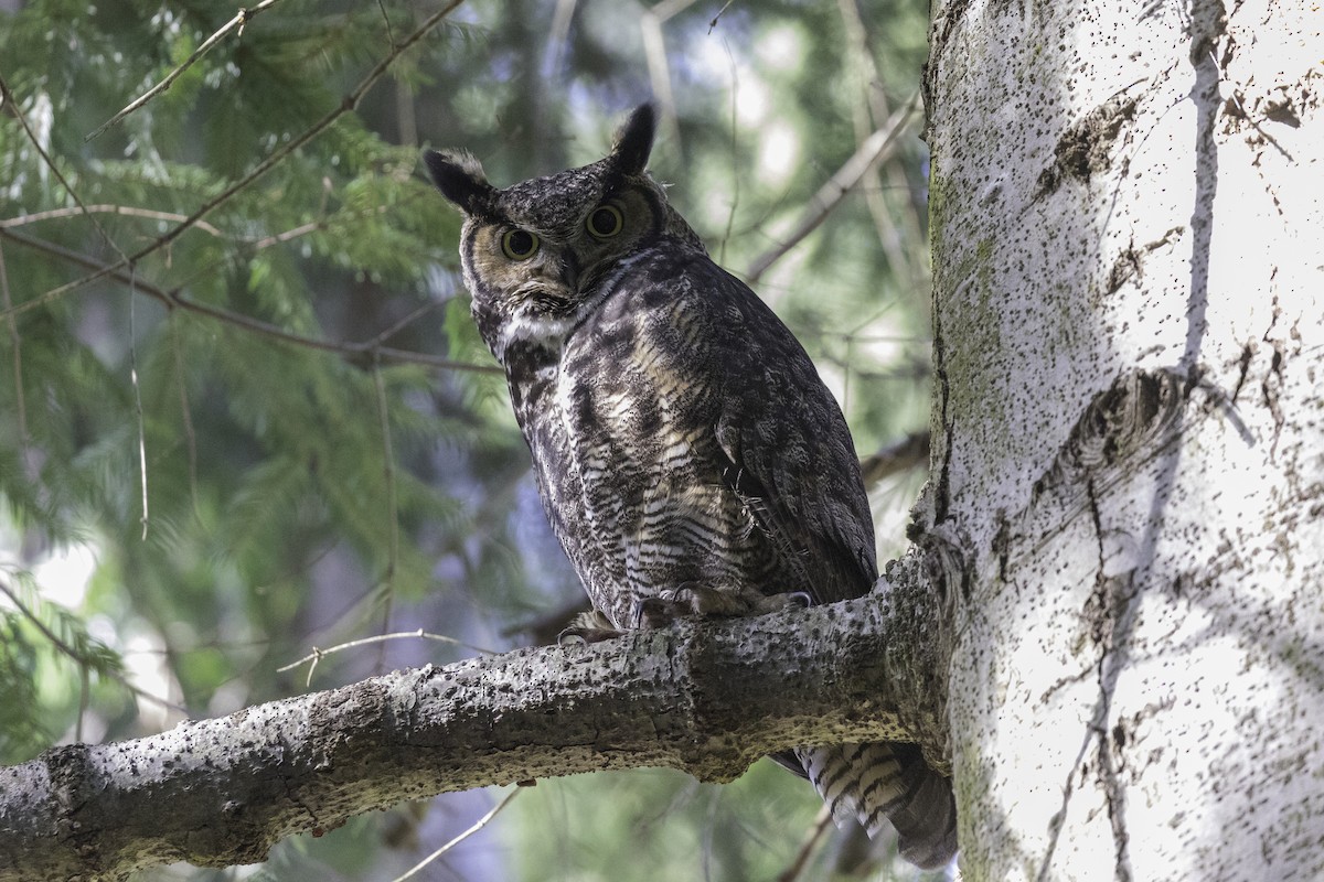 Great Horned Owl - Anthony Gliozzo