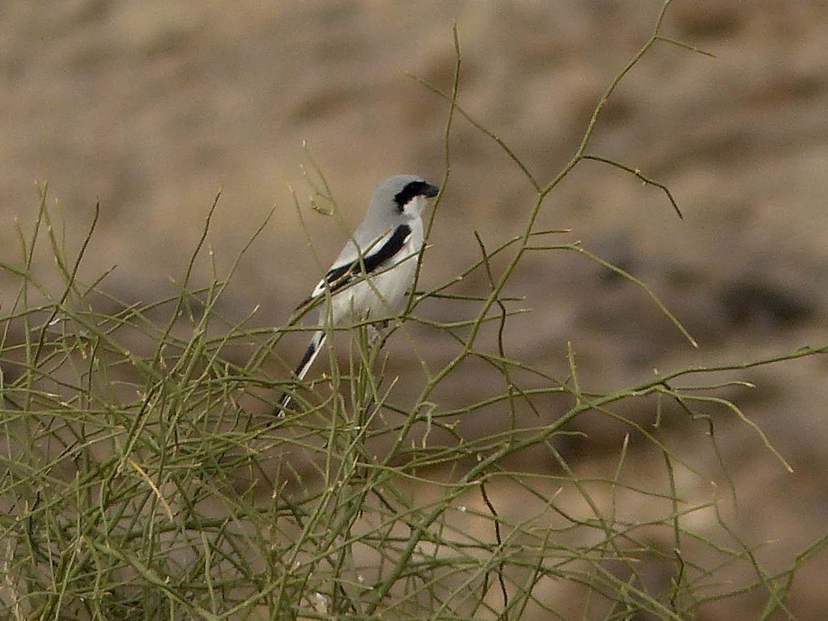 Great Gray Shrike (Indian) - ML616073283