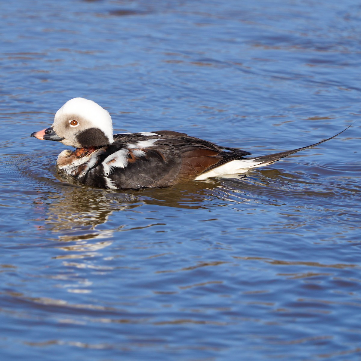 Long-tailed Duck - ML616073339