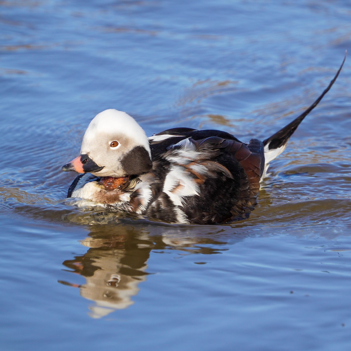 Long-tailed Duck - ML616073350