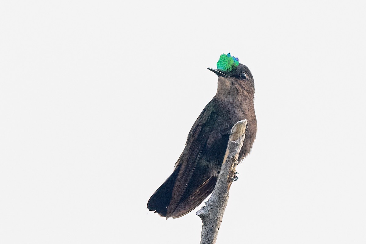 Antillean Crested Hummingbird - Greg Bodker