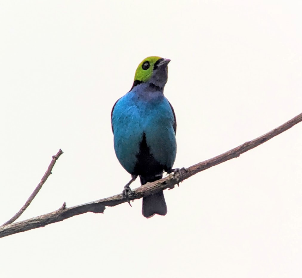 Paradise Tanager - ML616073390