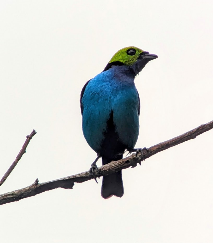 Paradise Tanager - ML616073392