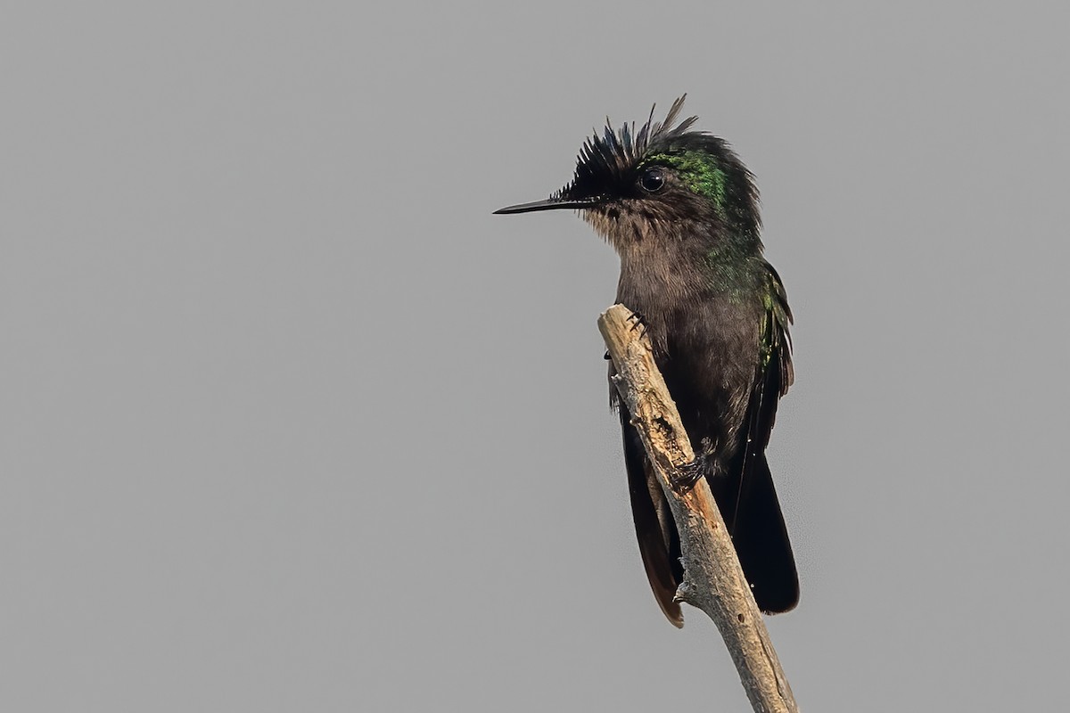 kolibřík chocholatý - ML616073401