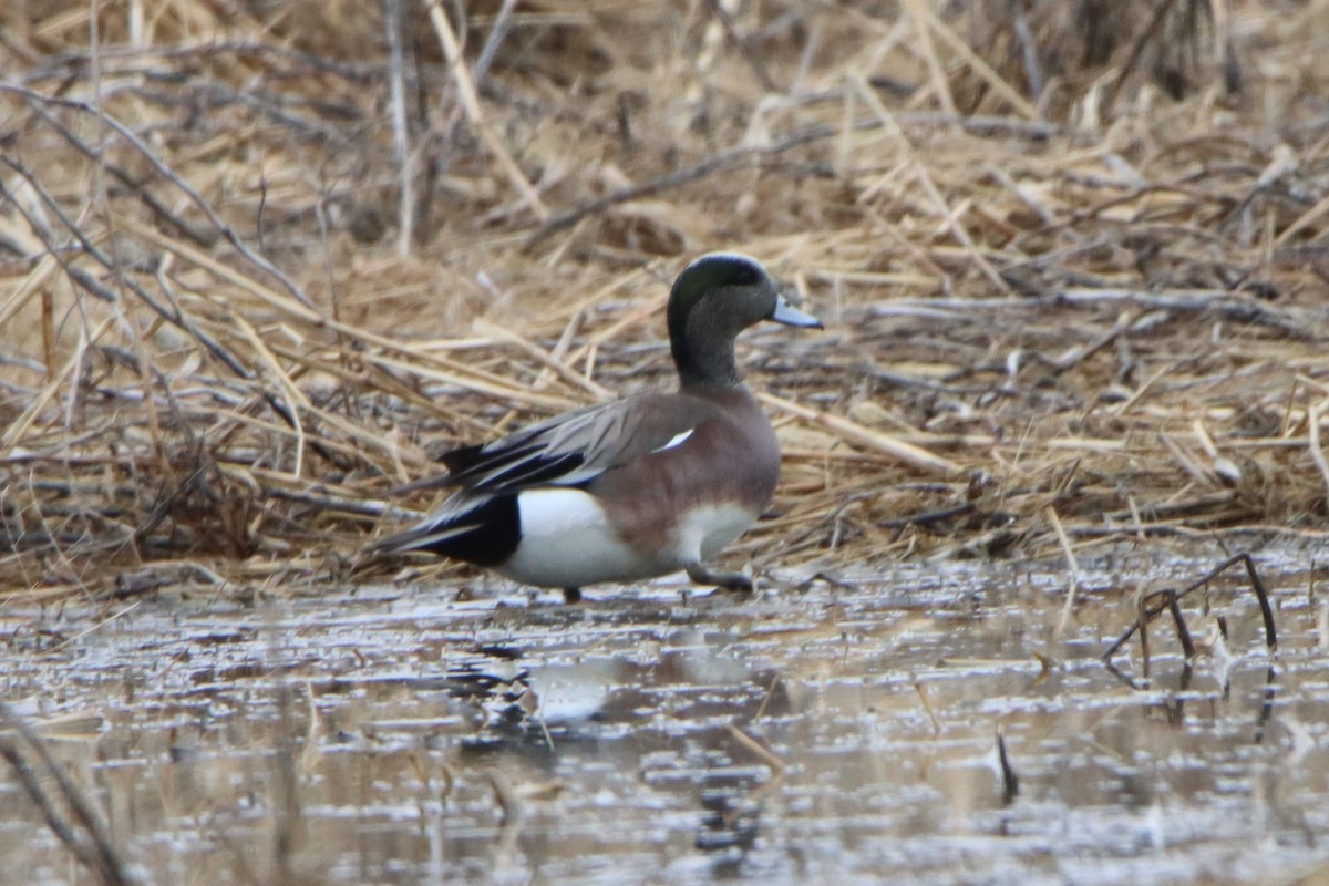 New York Breeding Bird Atlas Checklist - 15 Mar 2024 - North Spencer ...