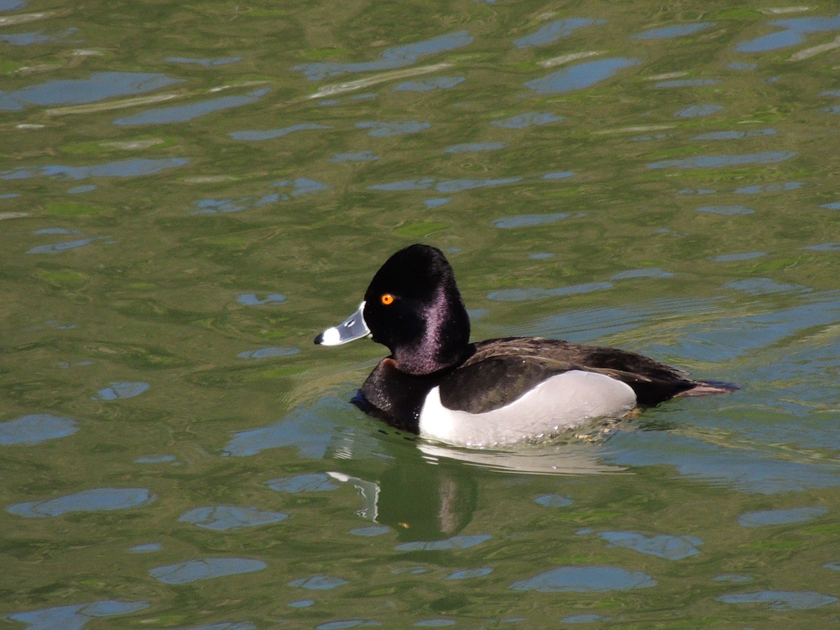 Ring-necked Duck - ML616073634