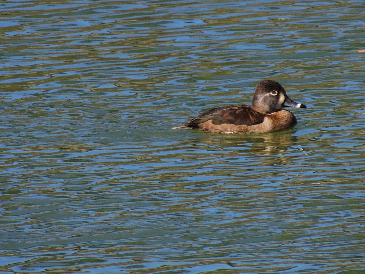 Ring-necked Duck - ML616073635