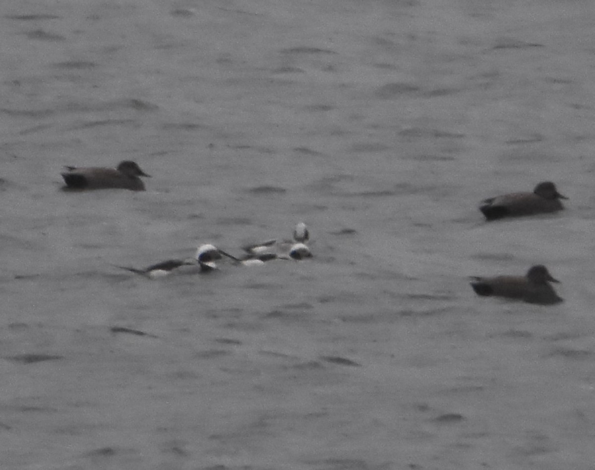 Long-tailed Duck - ML616073676