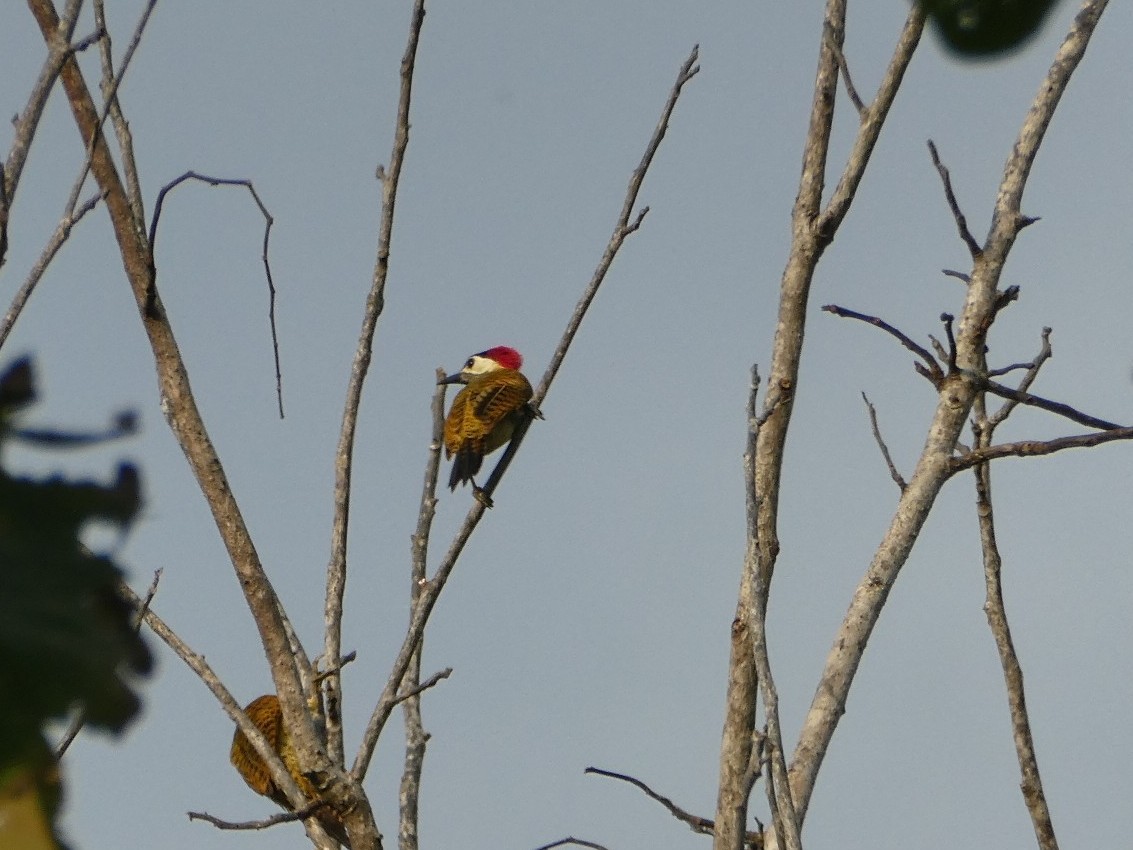 Stripe-cheeked Woodpecker - ML616073690