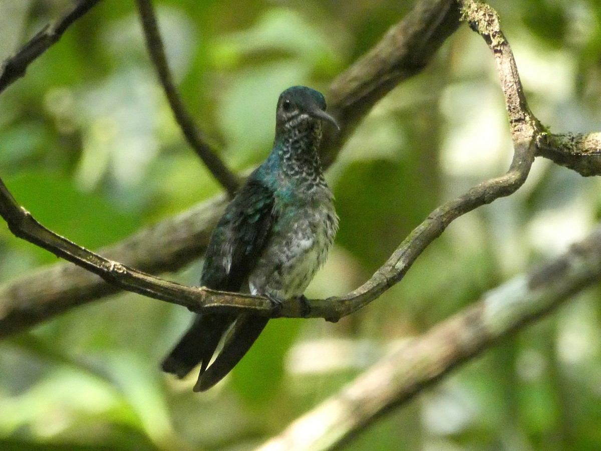 Scaly-breasted Hummingbird - ML616074152