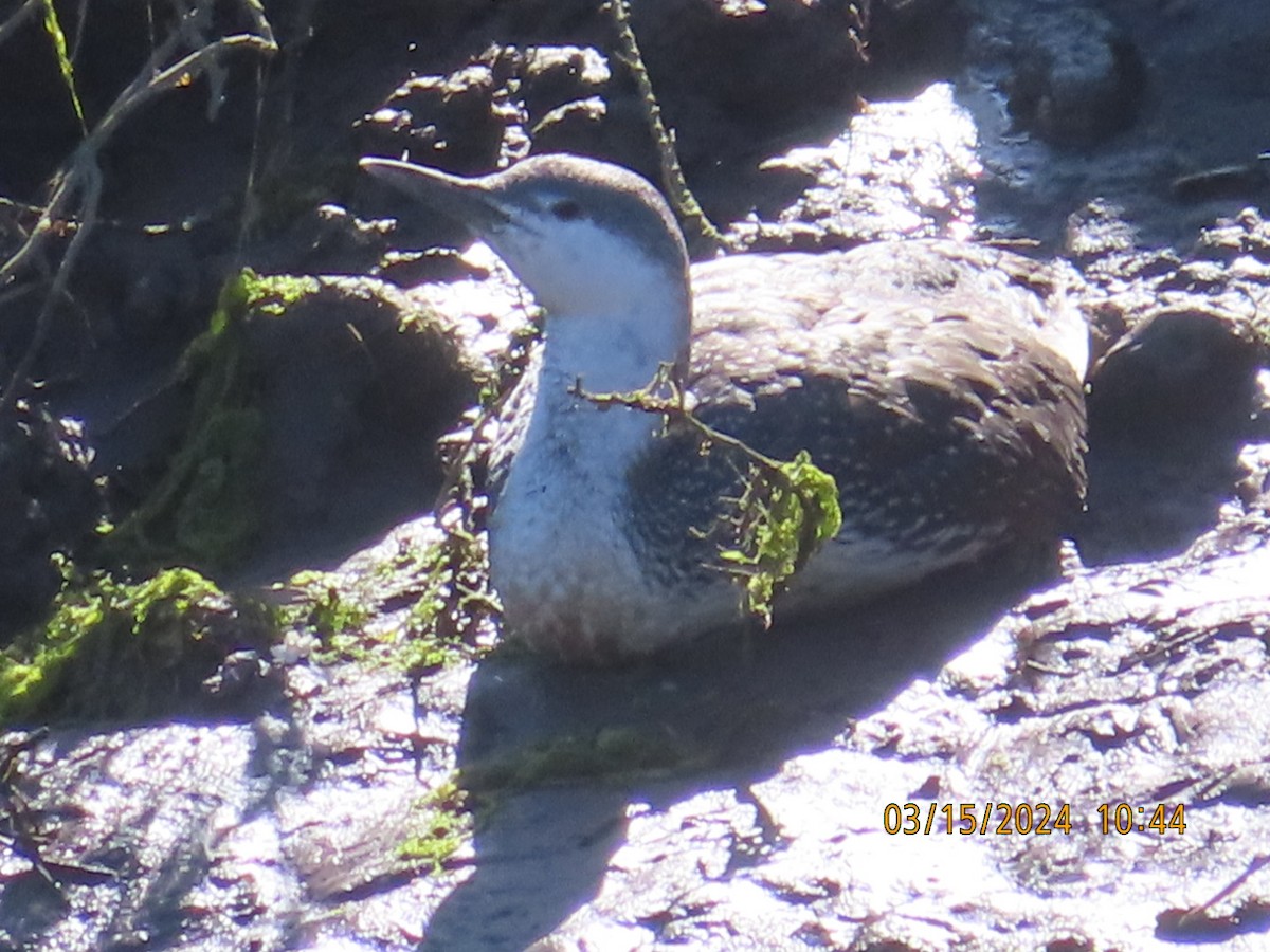 Red-throated Loon - ML616074291