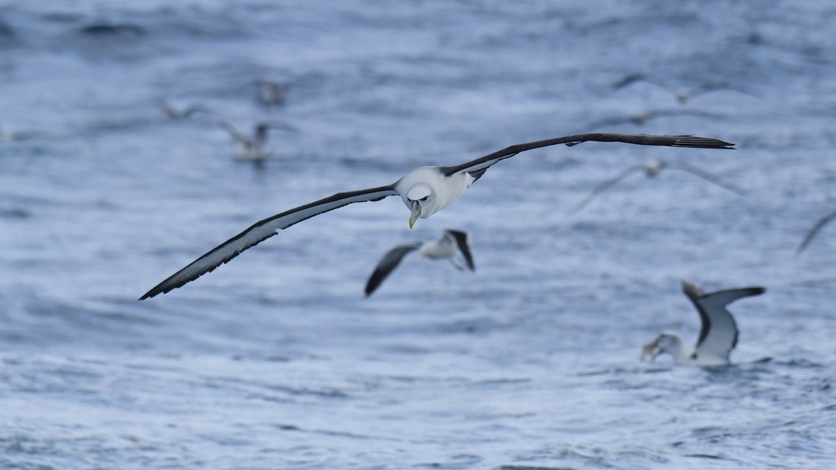 White-capped Albatross (steadi) - ML616074400