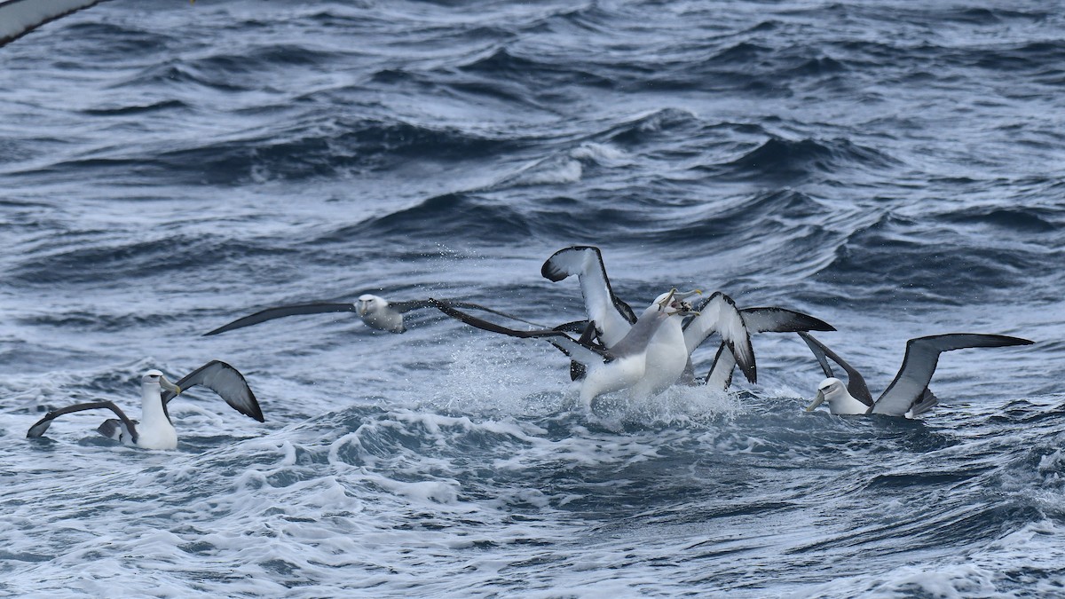 White-capped Albatross (steadi) - ML616074401