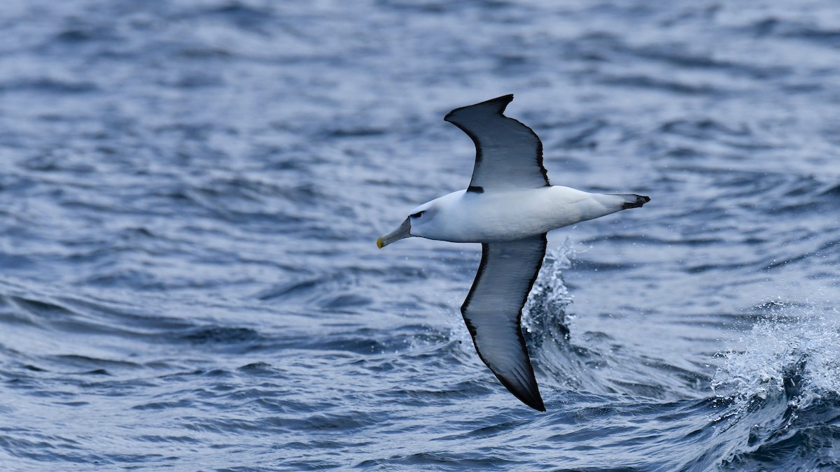 White-capped Albatross (steadi) - ML616074403