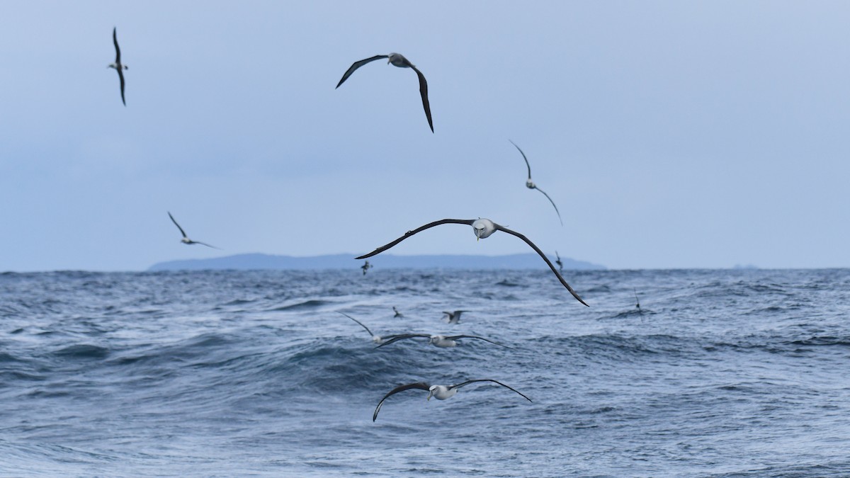 White-capped Albatross (steadi) - ML616074404
