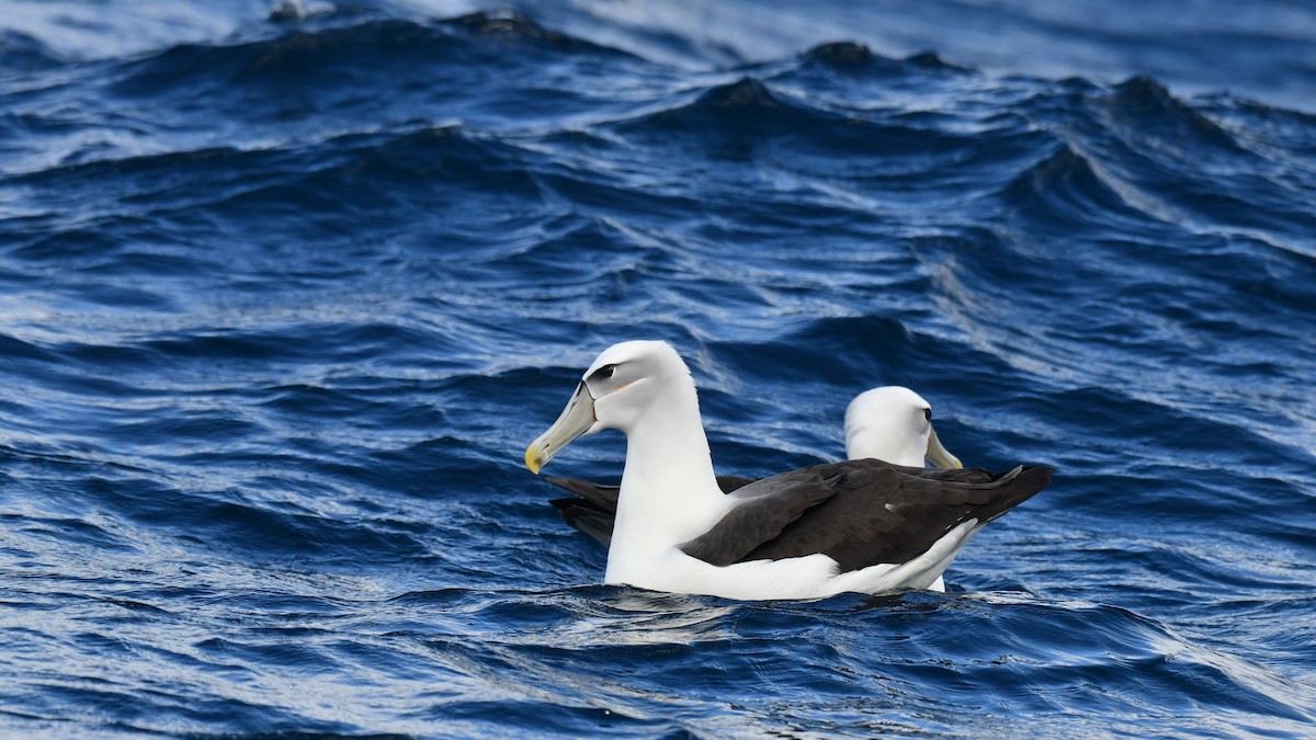 White-capped Albatross (steadi) - Adam Janczyszyn