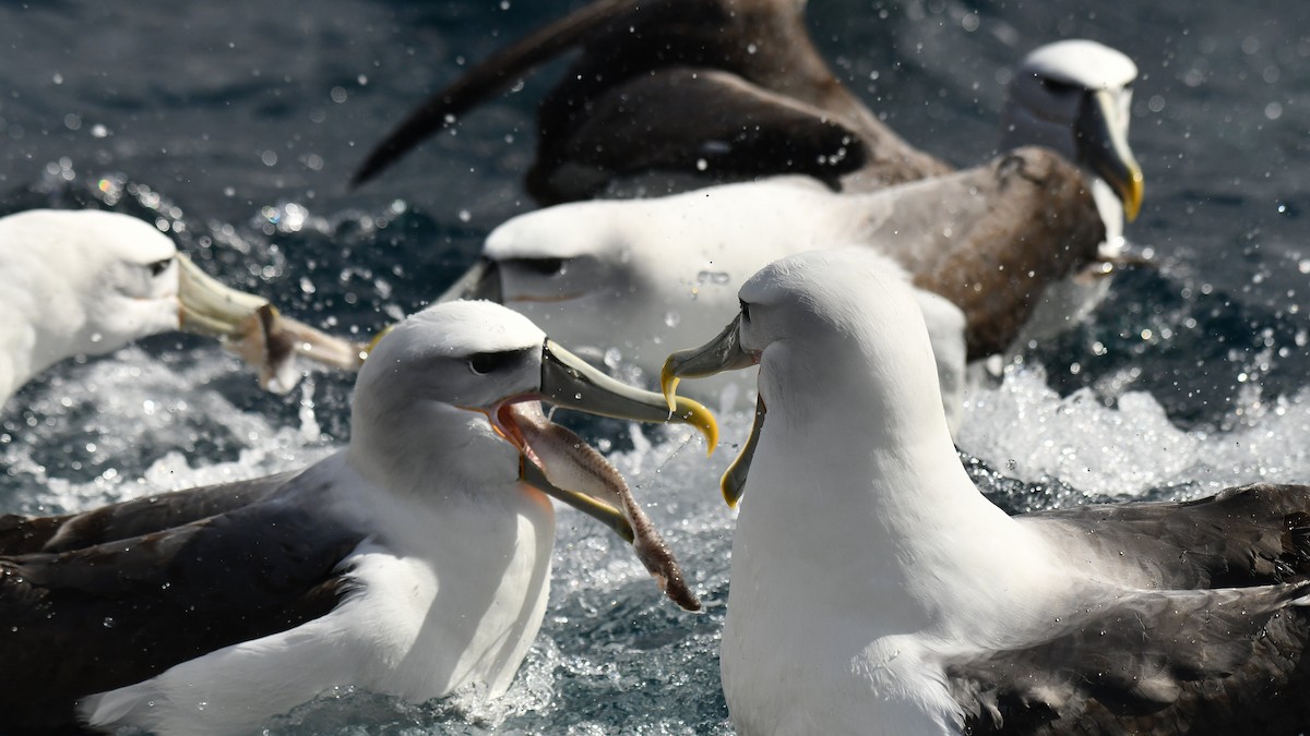 White-capped Albatross (steadi) - ML616074406