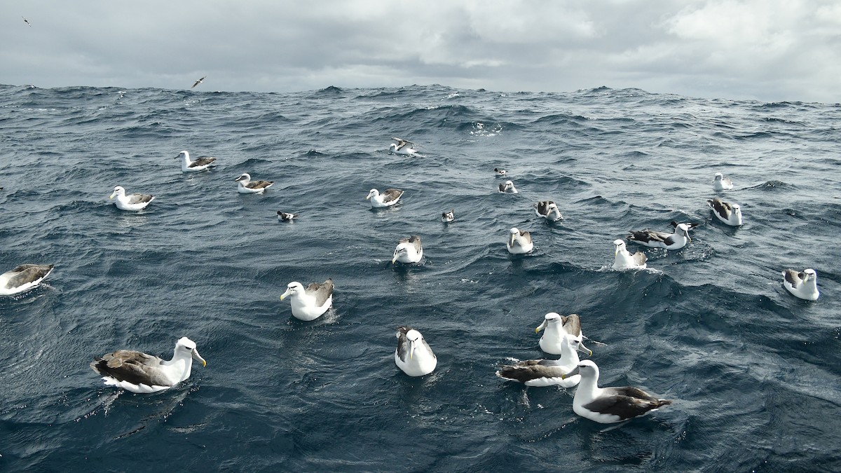 White-capped Albatross (steadi) - ML616074407