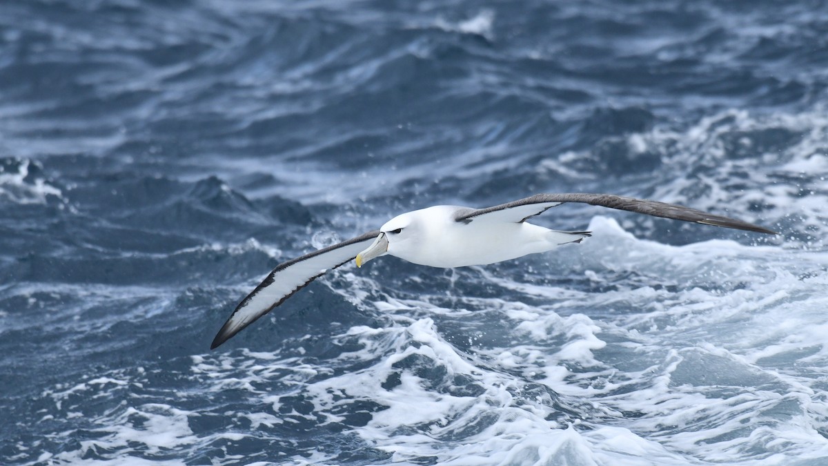 White-capped Albatross (steadi) - ML616074408
