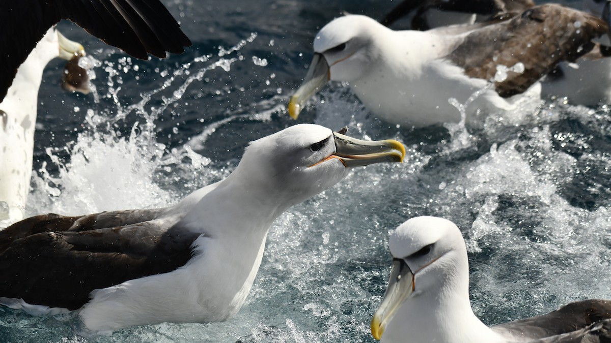 White-capped Albatross (steadi) - ML616074409