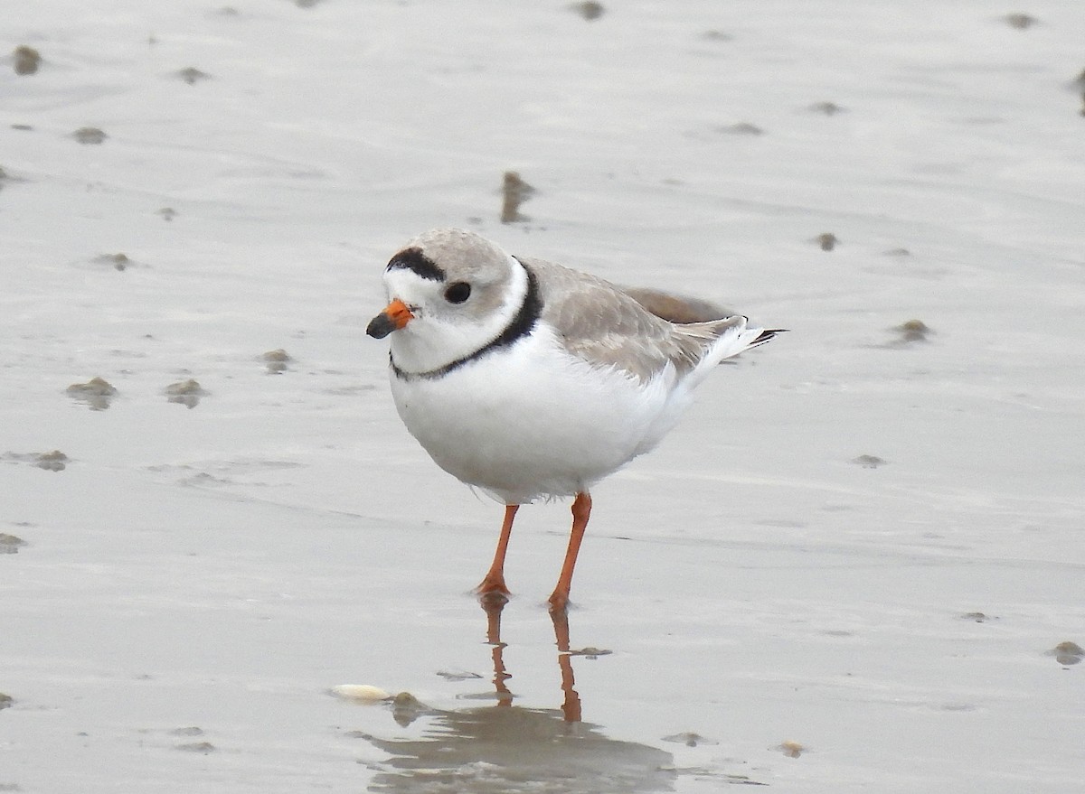 Piping Plover - ML616074515