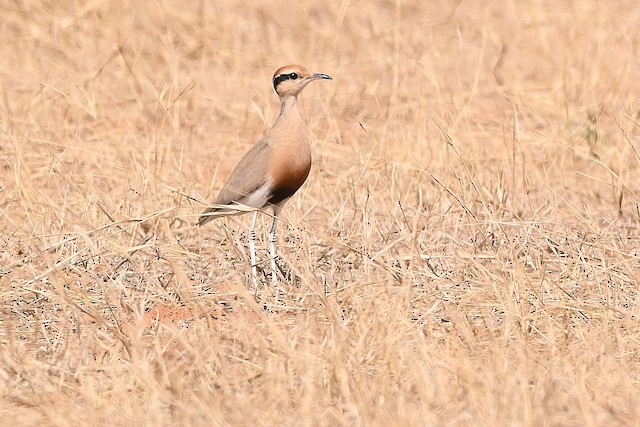 Adult. - Temminck's Courser - 