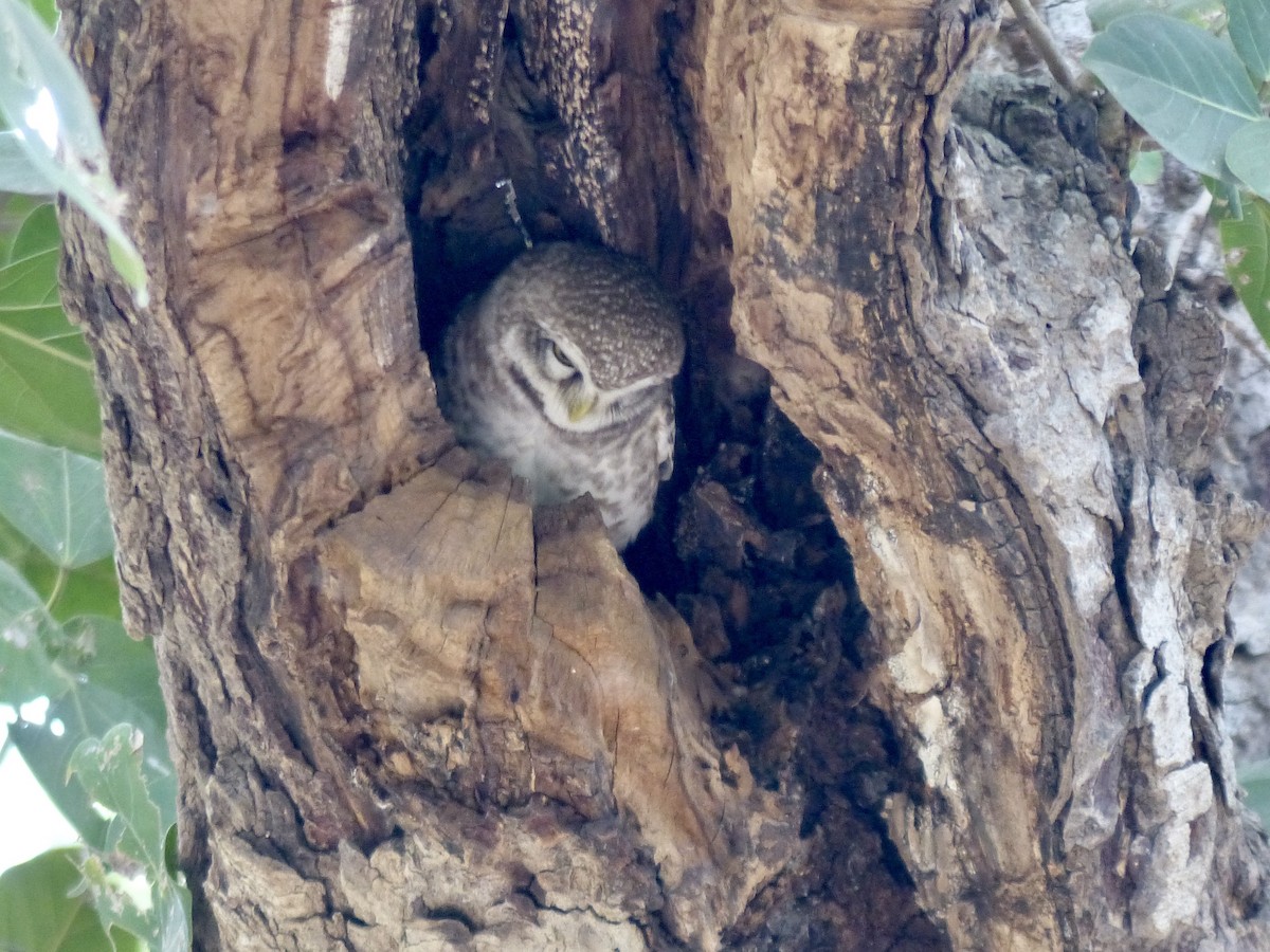 Spotted Owlet - ML616074657