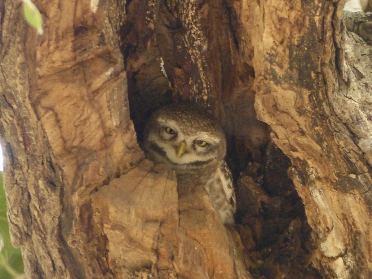 Spotted Owlet - ML616074658