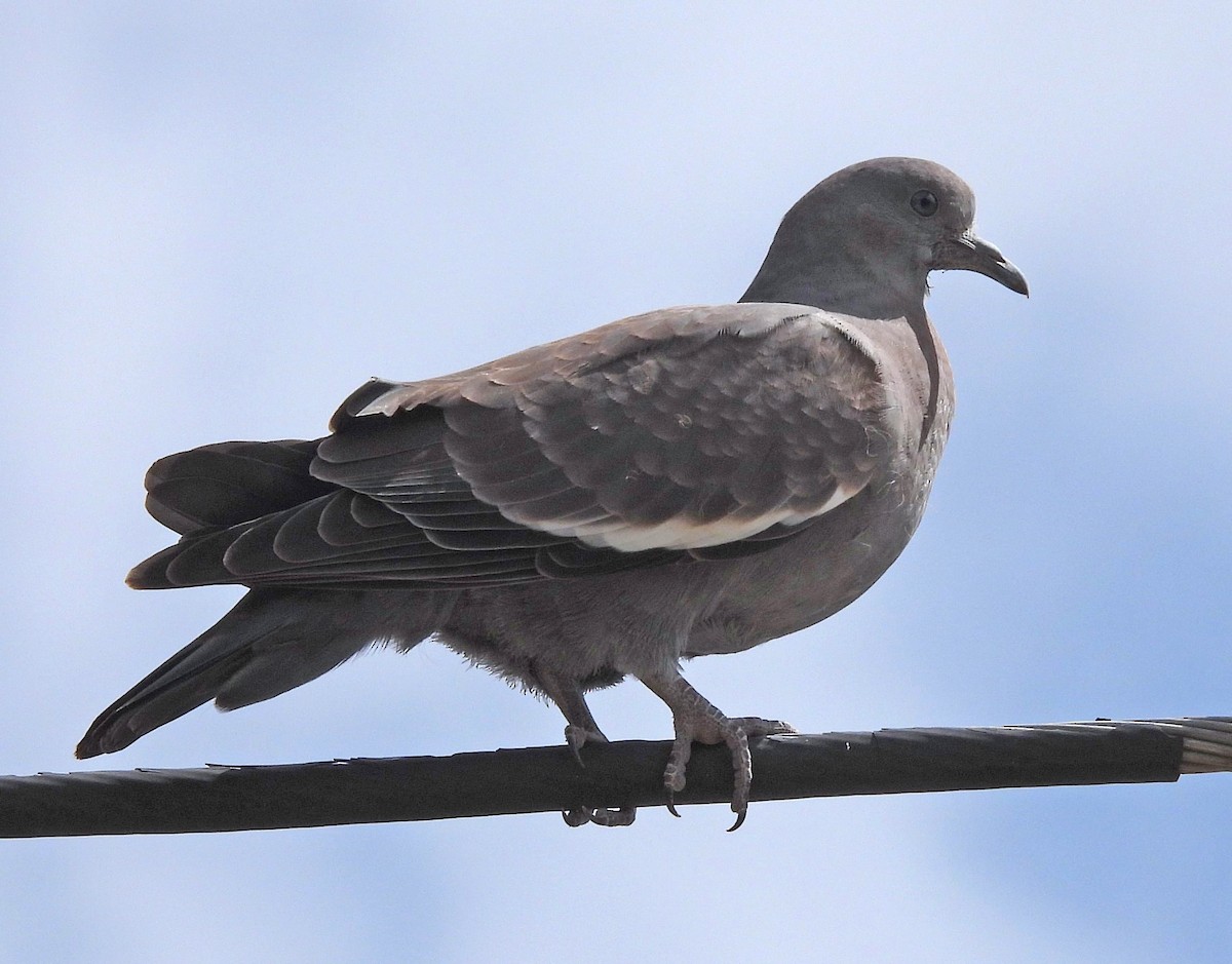 Spot-winged Pigeon - Hugo Hulsberg