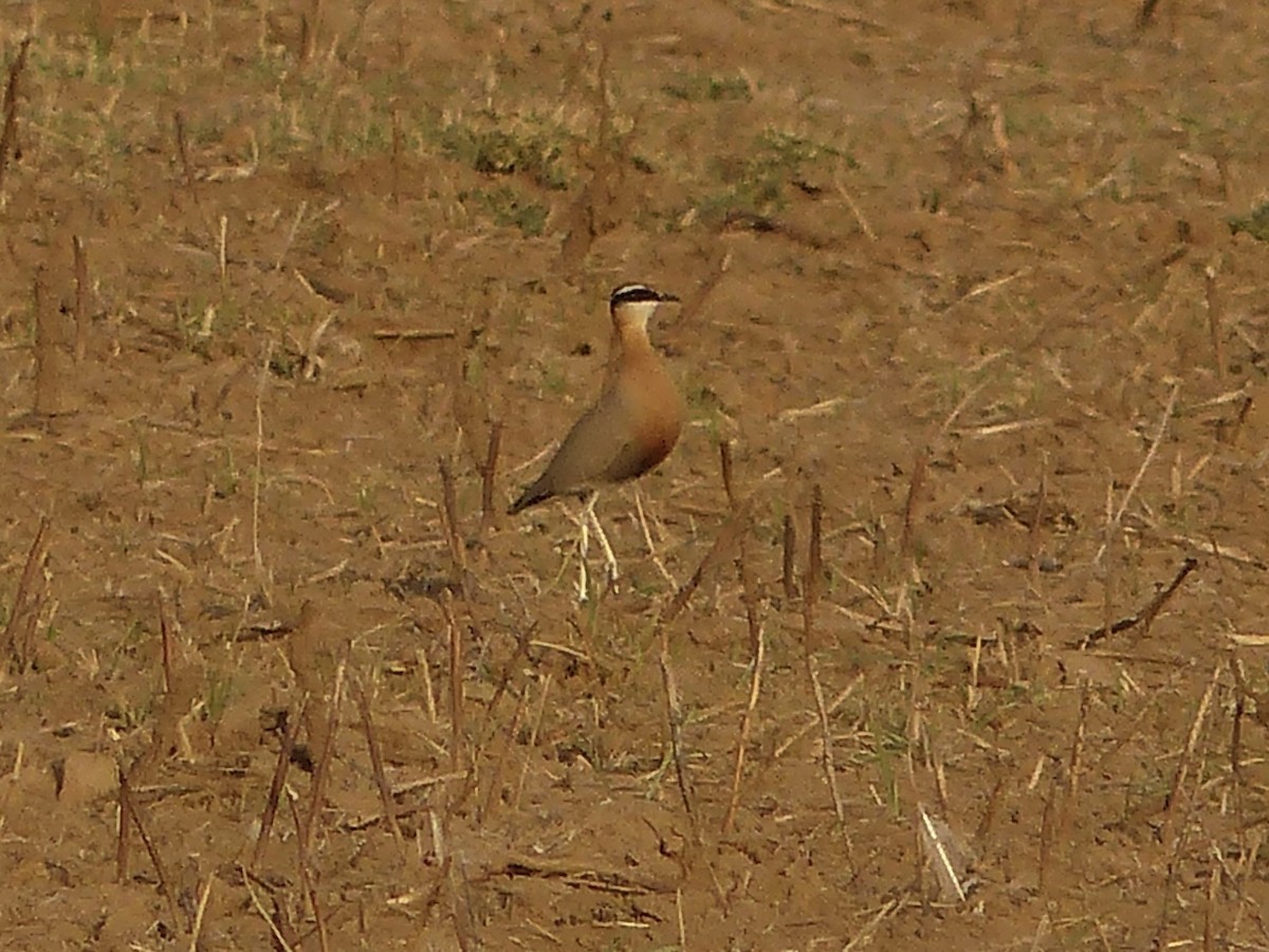 Indian Courser - ML616074740