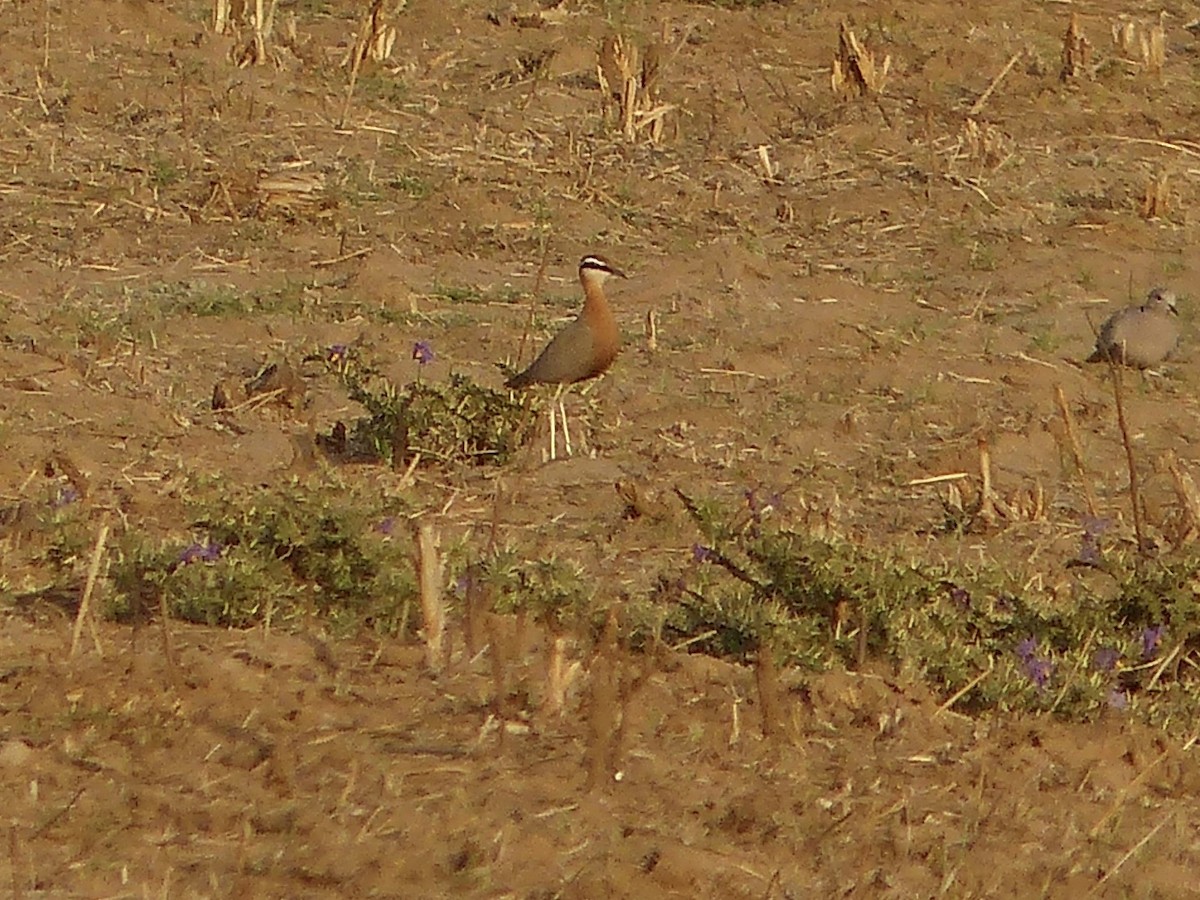 Indian Courser - ML616074741