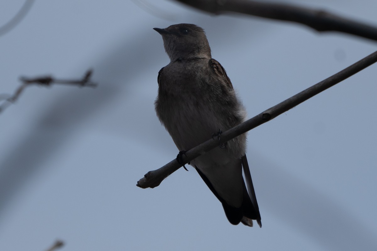 Northern Rough-winged Swallow - ML616074793