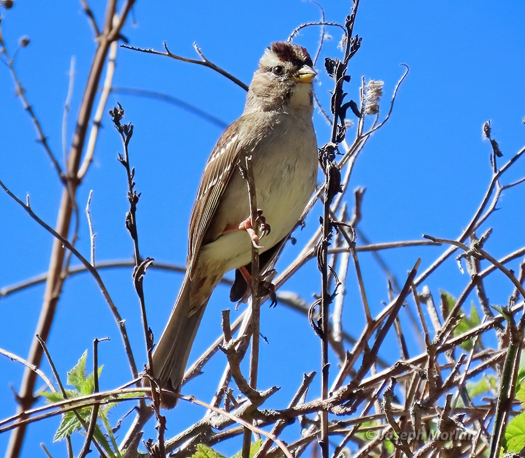 White-crowned Sparrow - ML616074947