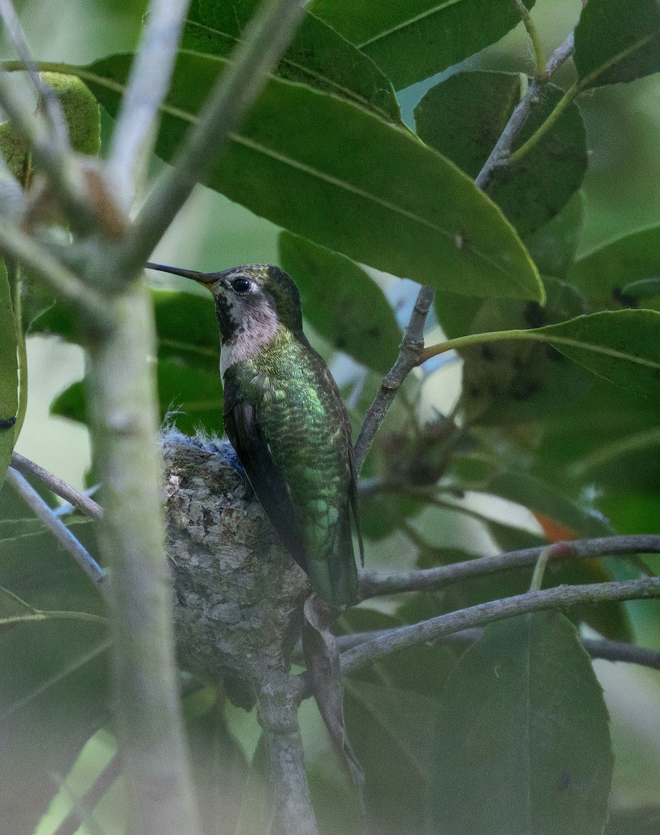 Anna's Hummingbird - ML616075341
