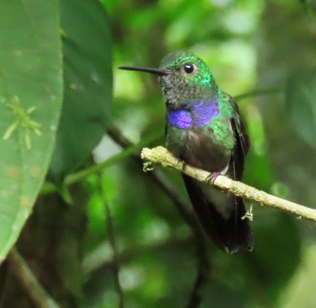 Purple-chested Hummingbird - ML616075391