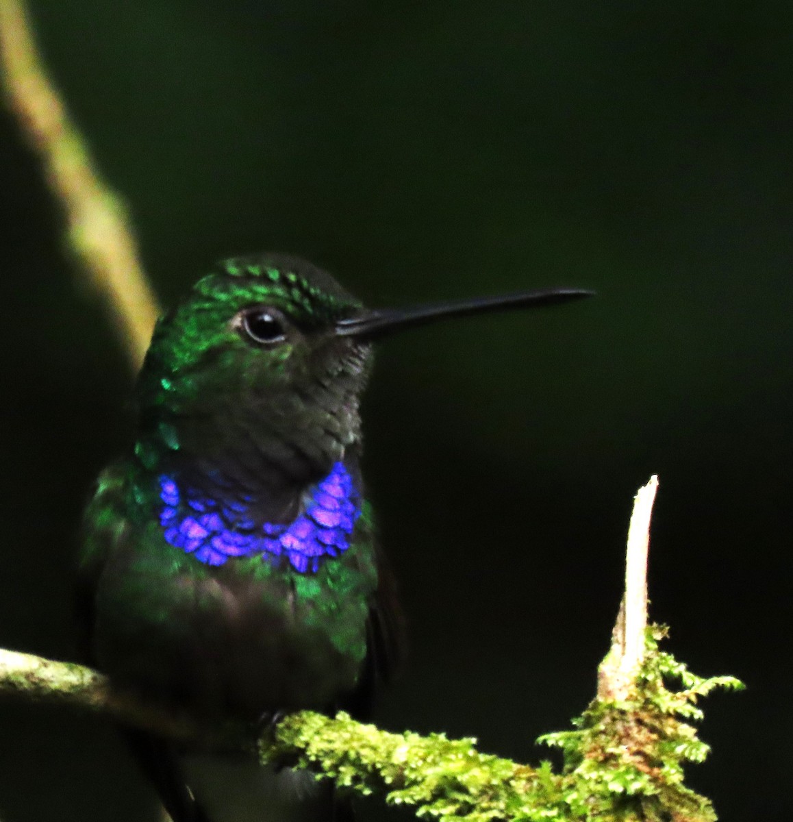 Purple-chested Hummingbird - ML616075396