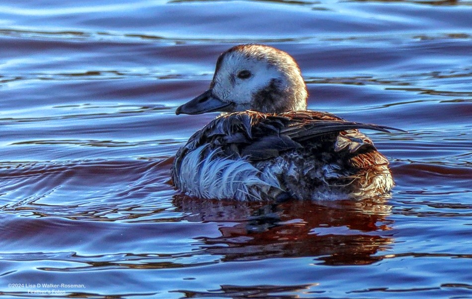 Long-tailed Duck - ML616075429