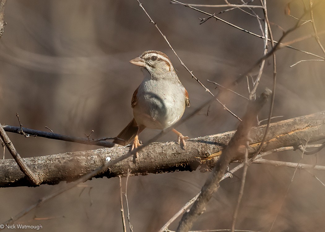 Cinnamon-tailed Sparrow - ML616075492