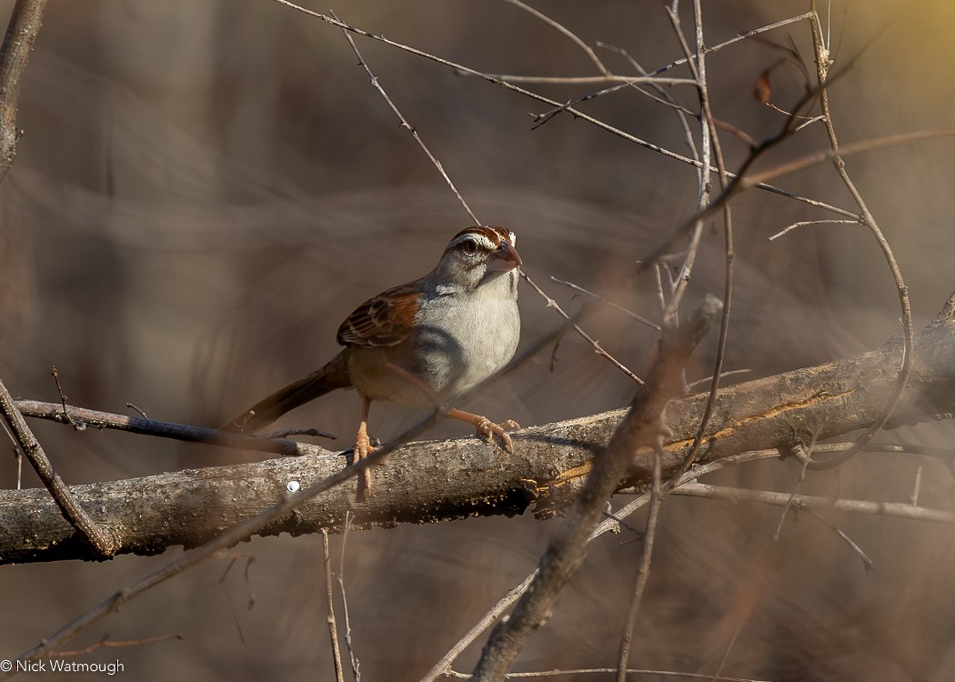 Cinnamon-tailed Sparrow - ML616075493