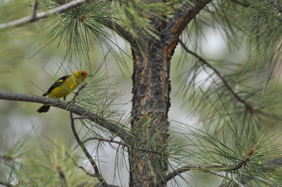 Western Tanager - ML616075530