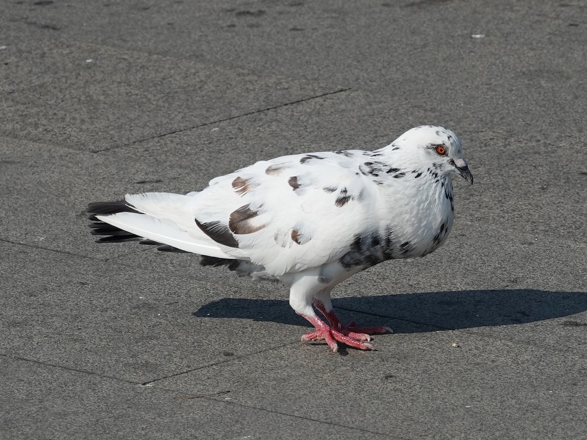 Rock Pigeon (Feral Pigeon) - ML616075550