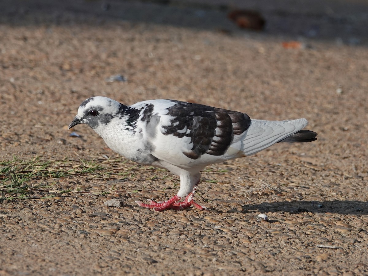 Rock Pigeon (Feral Pigeon) - ML616075551