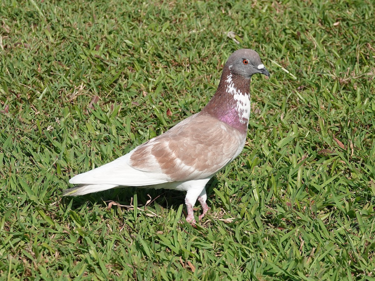Rock Pigeon (Feral Pigeon) - ML616075552