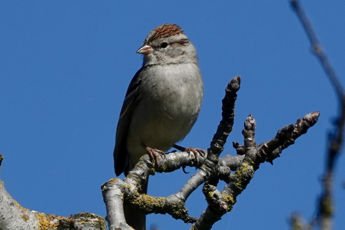 Chipping Sparrow - Paul Heady