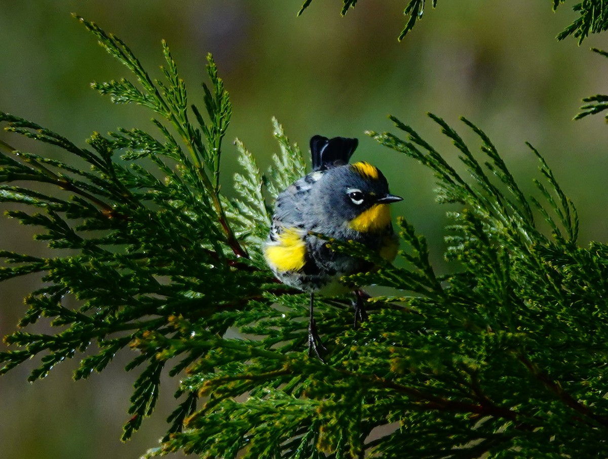 Yellow-rumped Warbler - William Proebsting