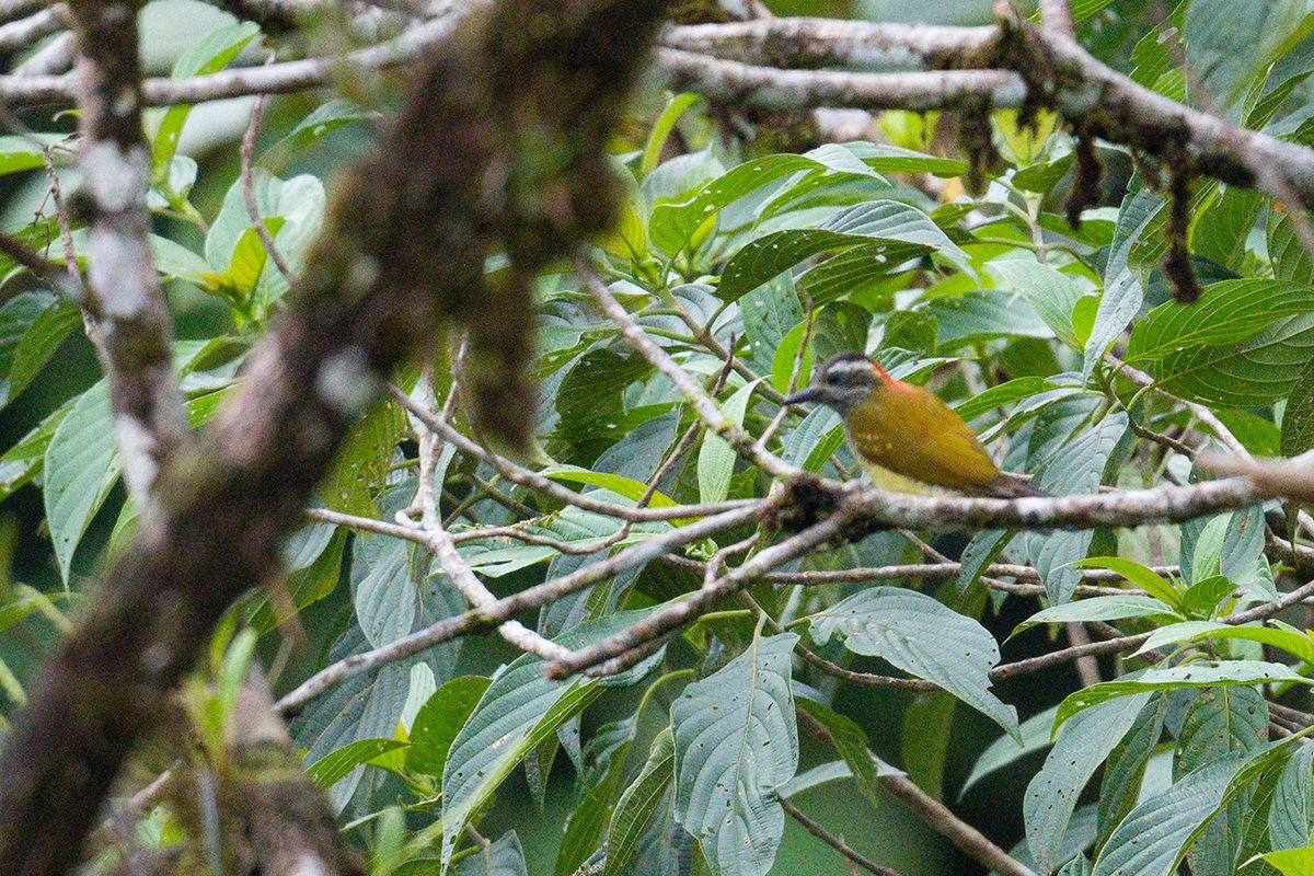 Yellow-vented Woodpecker - ML616075641