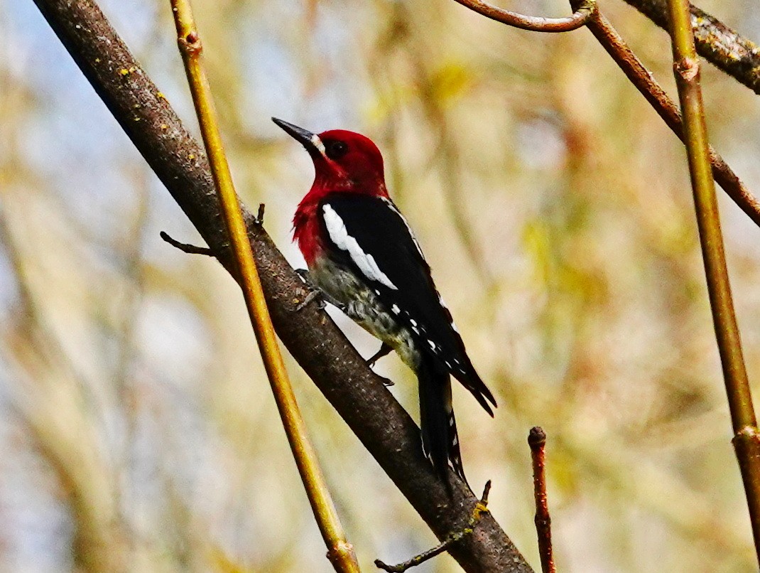 Red-breasted Sapsucker - ML616075741