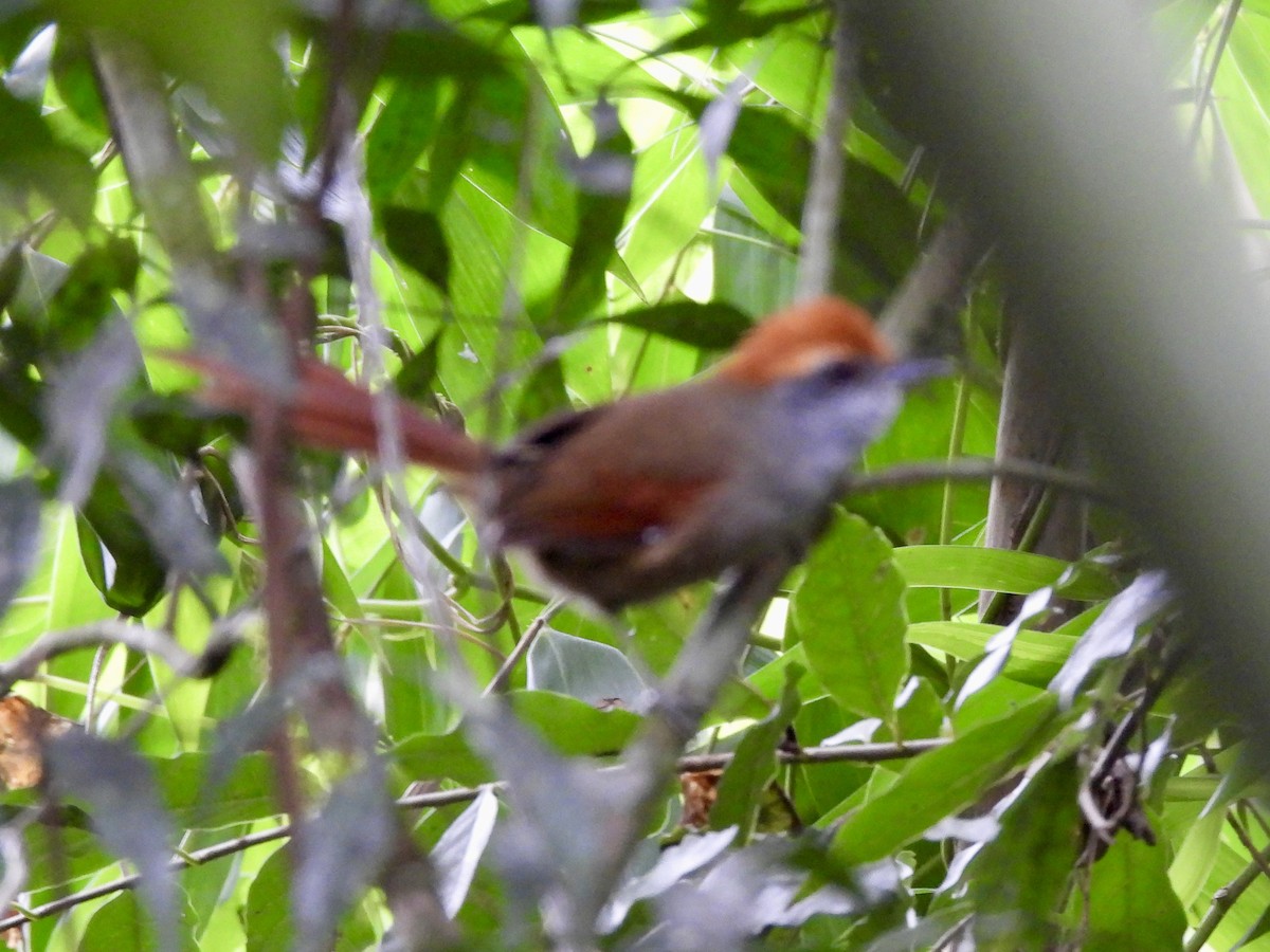 Rufous-capped Spinetail - ML616075837