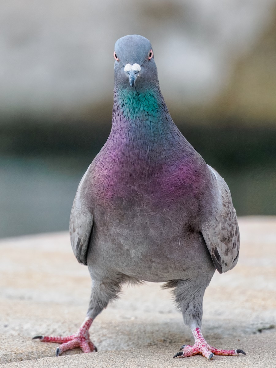 Rock Pigeon (Feral Pigeon) - ML616075896
